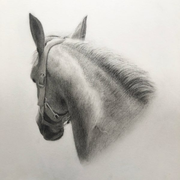 Horse portrait in charcoal for sale