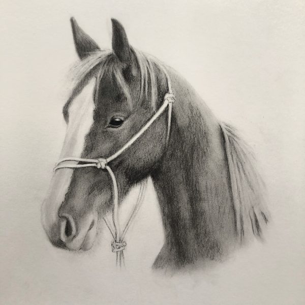 Charcoal Horse portrait