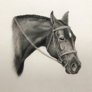 Horse portrait in charcoal